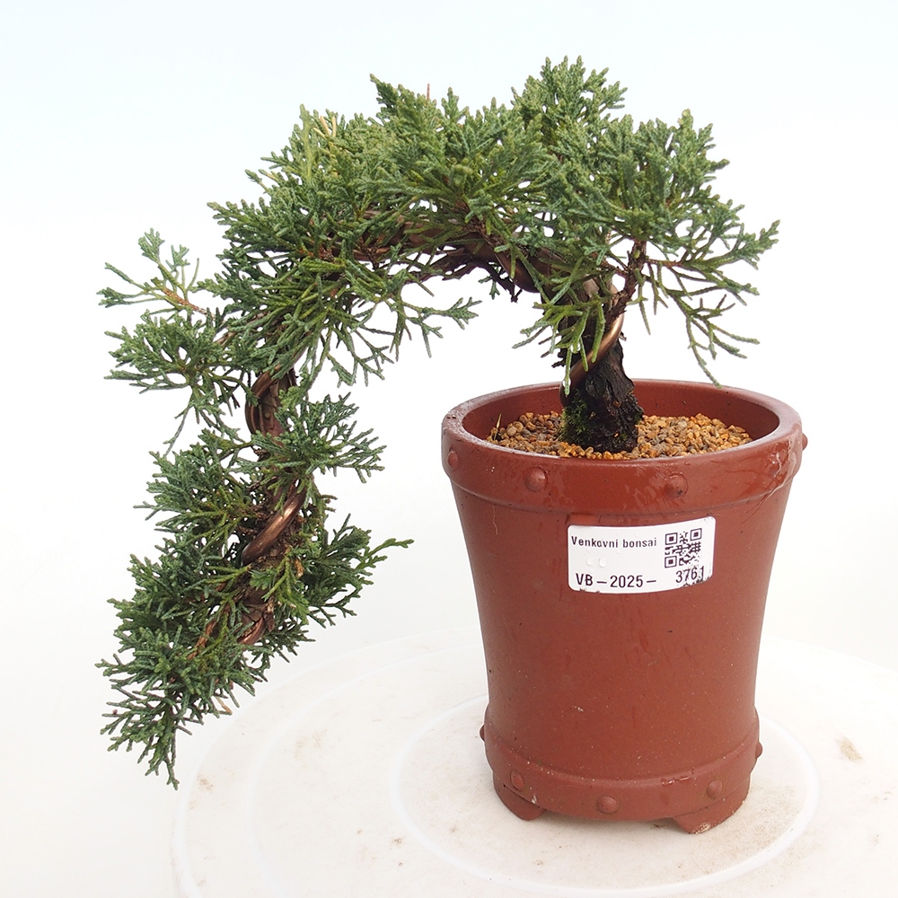 Venkovní bonsai - Juniperus chinensis Kishu -Jalovec čínský