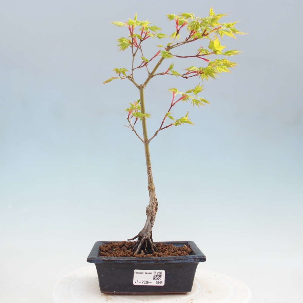 Acer palmatum Aureum - Javor dlanitolistý zlatý