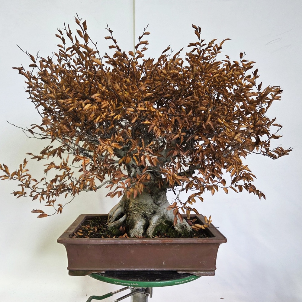 Venkovní bonsai - Fagus crenata
