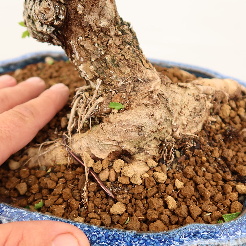 Venkovní bonsai - Zelkova - Zelkova NIRE