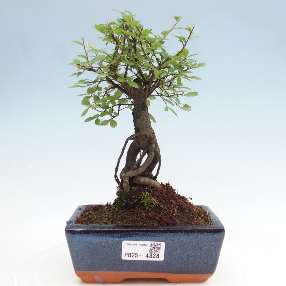 Pokojová bonsai - Ulmus parvifolia - Malolistý jilm