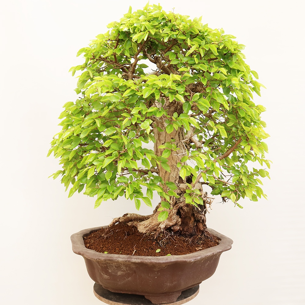 Venkovní bonsai -Carpinus Coreana - Habr korejský