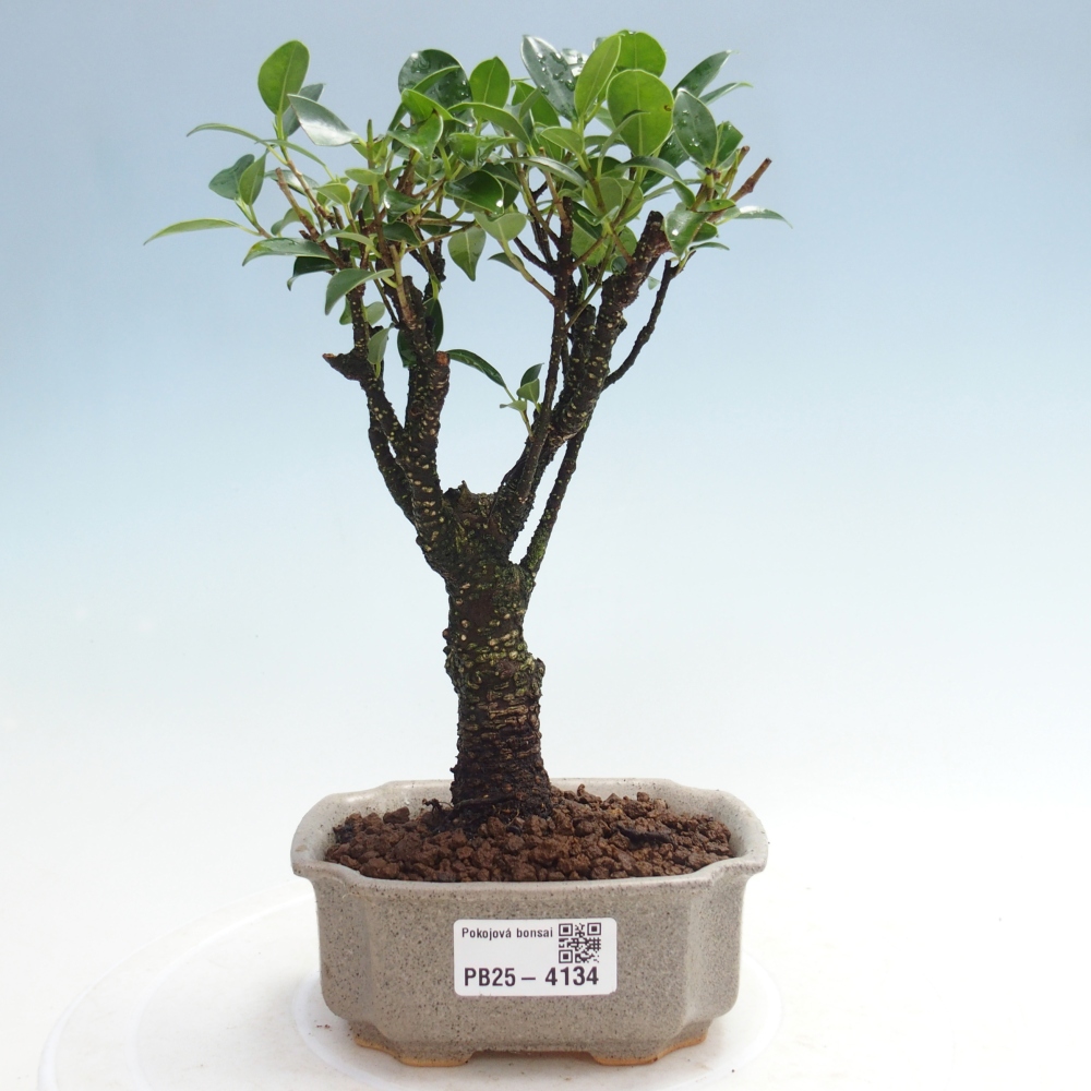 Pokojová bonsai Ficus retusa kimmen