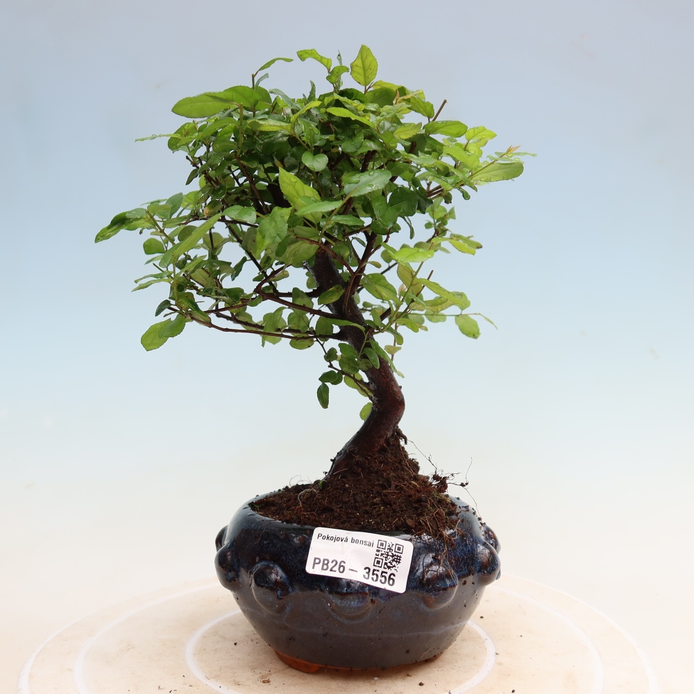 Pokojová bonsai - Sagerécie thea - Sagerécie thea