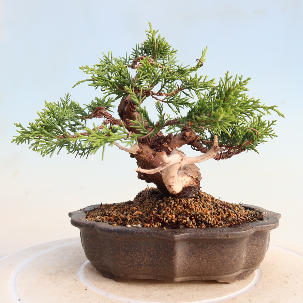 Venkovní bonsai - Juniperus chinensis Itoigawa -Jalovec čínský
