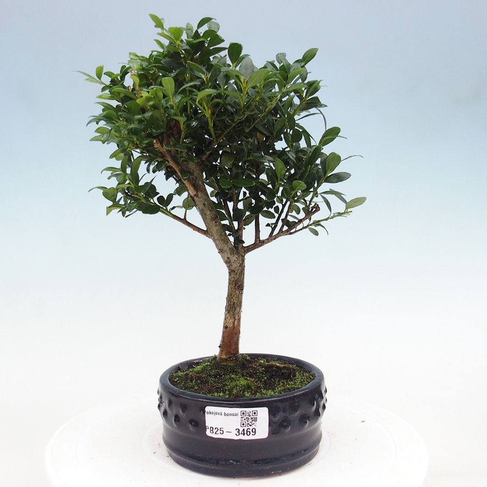 Pokojová bonsai - Ilex crenata - Cesmína