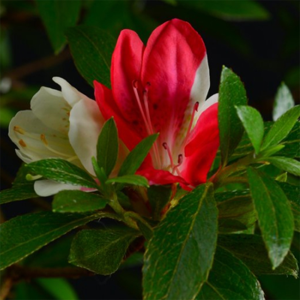 Venkovní bonsai - Japonská azalka - Azalea Senhime