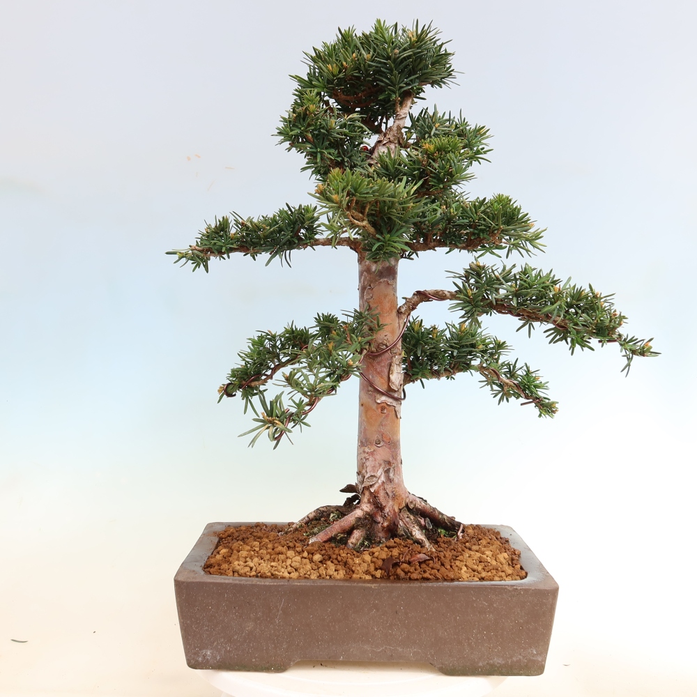 Venkovní bonsai - Taxus cuspidata  - Tis japonský