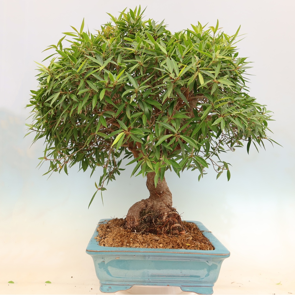Pokojová bonsai - Ficus nerifolia -  malolistý fíkus