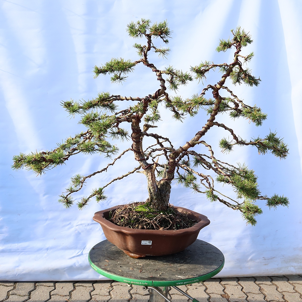 Pinus sylvestris Španělsko - borovice lesní