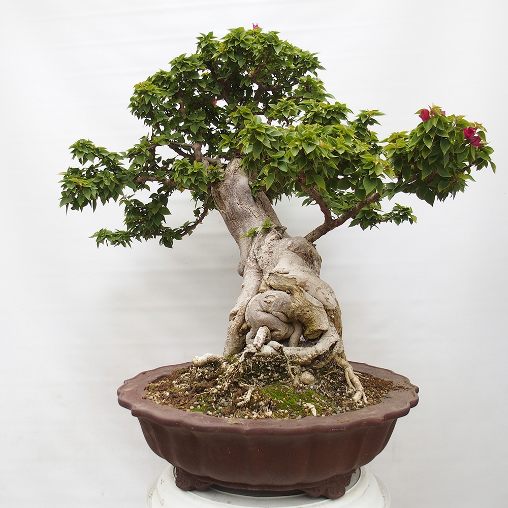 Pokojová bonsai - Bouganwilea