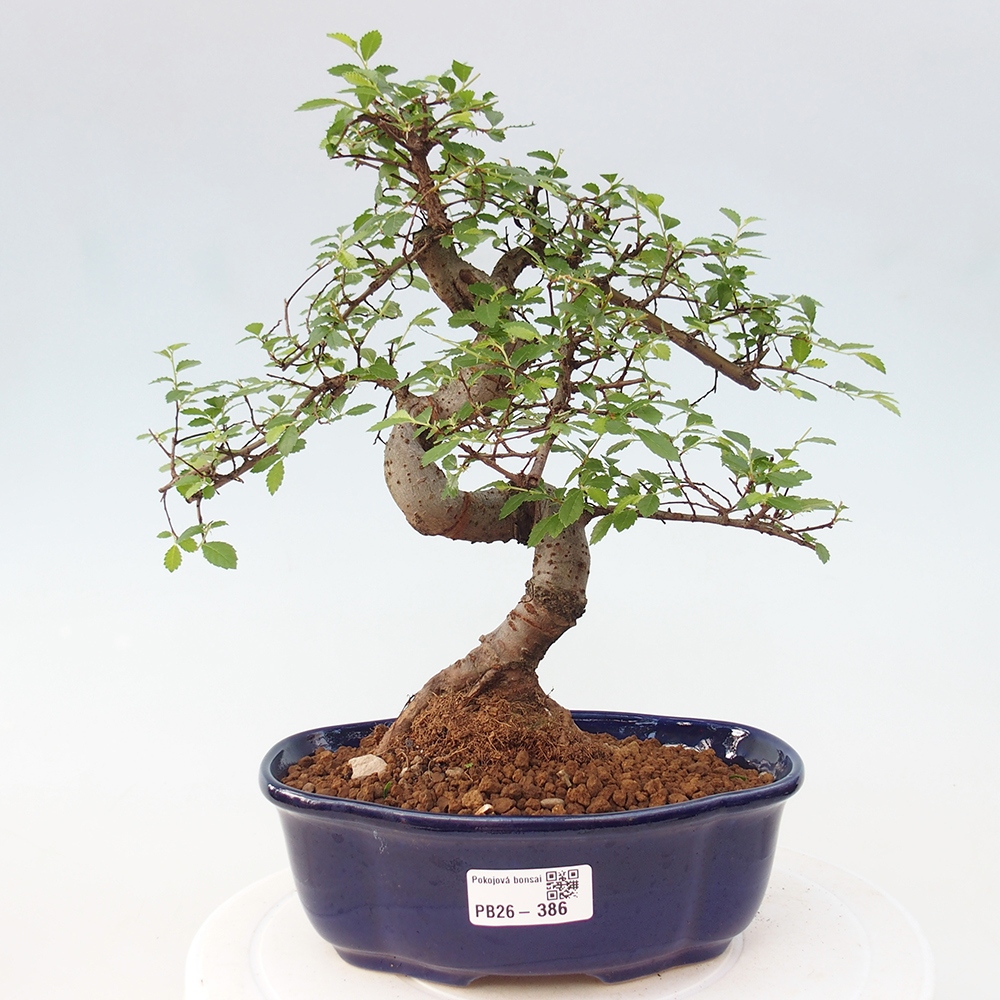 Pokojová bonsai - Ulmus parvifolia - Malolistý jilm