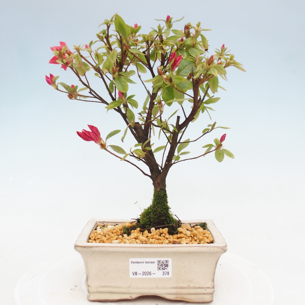 Venkovní bonsai - Japonská azalka - Azalea sp.
