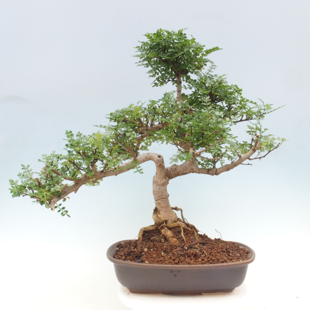 Pokojová bonsai - Zantoxylum piperitum - pepřovník