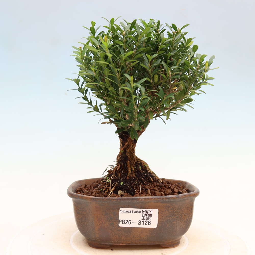 Pokojová bonsai - Buxus harlandii -korkový buxus
