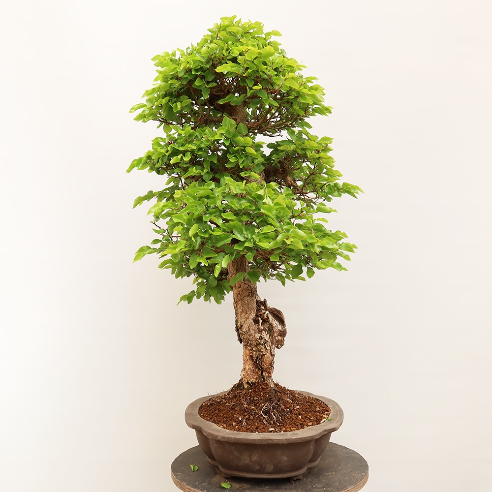 Venkovní bonsai -Carpinus Coreana - Habr korejský