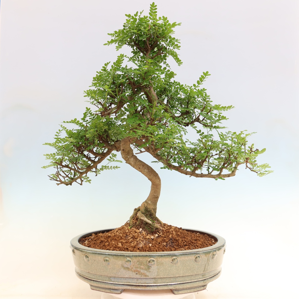 Pokojová bonsai - Zantoxylum piperitum - pepřovník