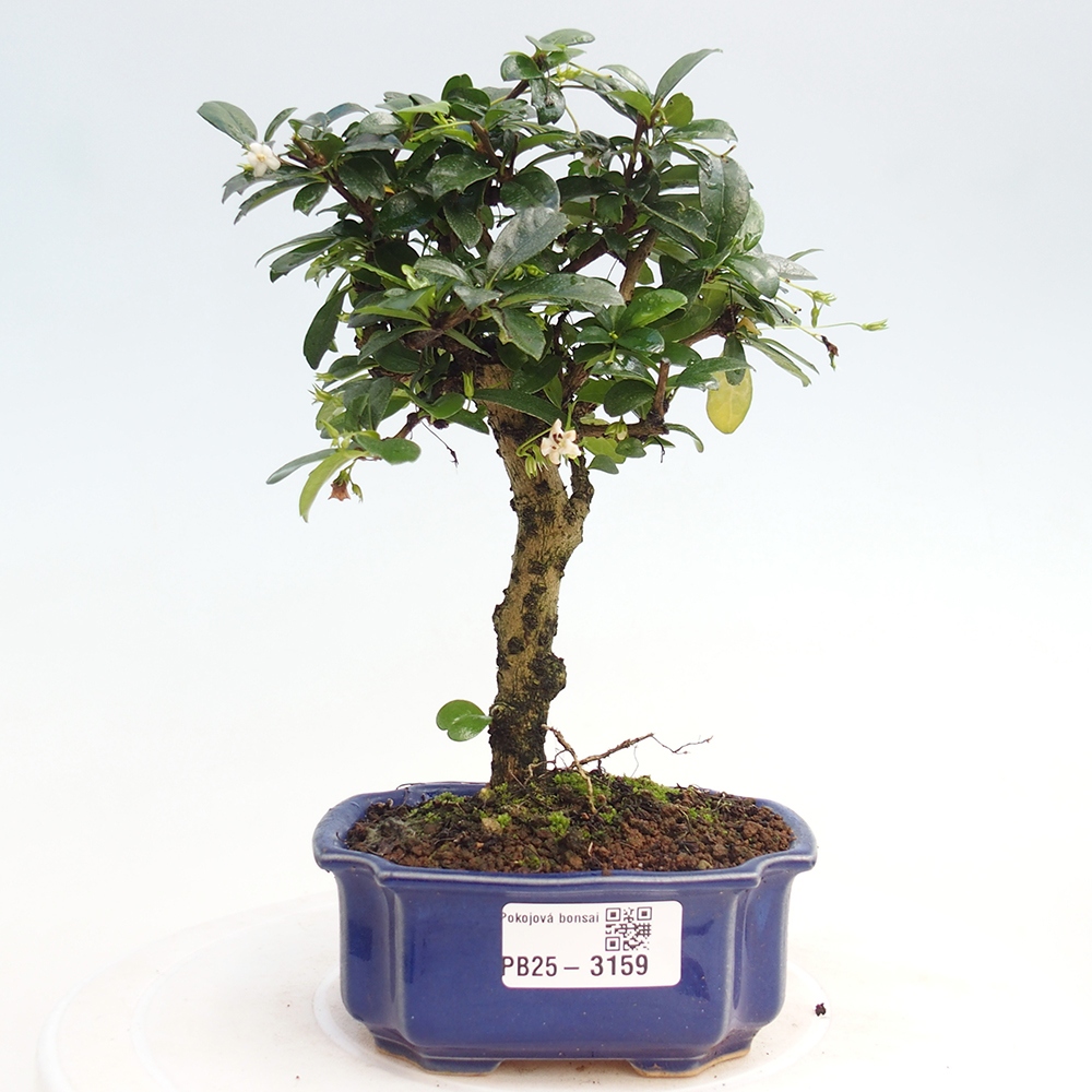 Pokojová bonsai - Carmona macrophylla - Čaj fuki