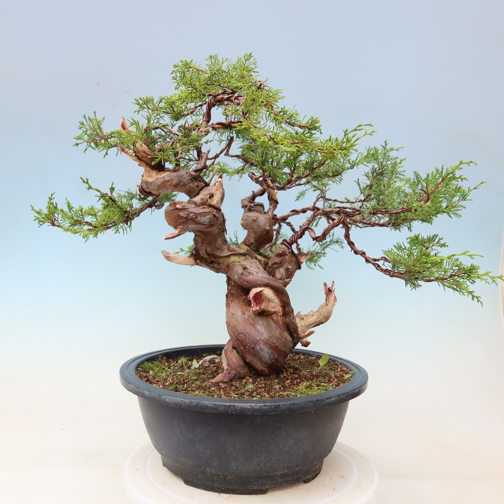 Venkovní bonsai - Juniperus chinensis Itoigawa-Jalovec čínský