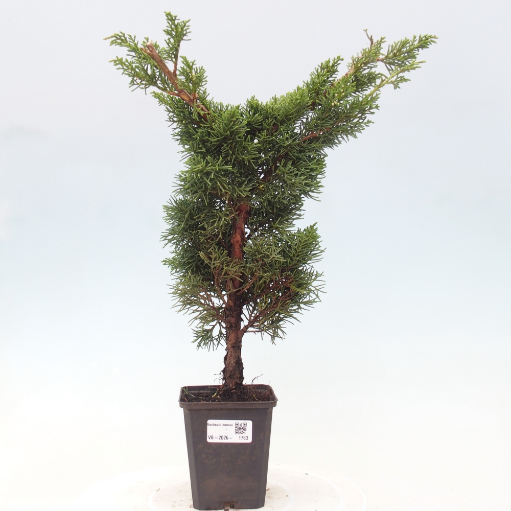 Venkovní bonsai - Juniperus chinensis Kishu -Jalovec čínský