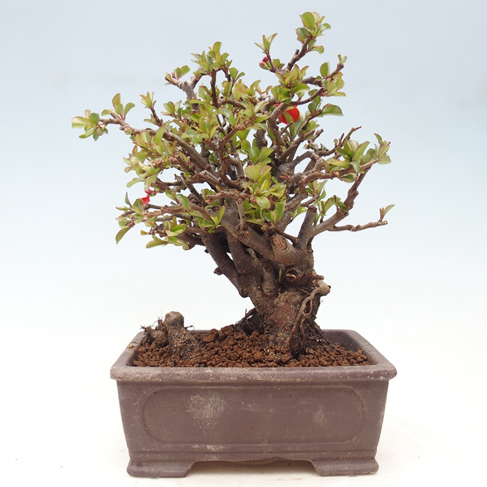 Venkovní  bonsai -  Chaneomeles speciosa - Kdoulovec ozdobný