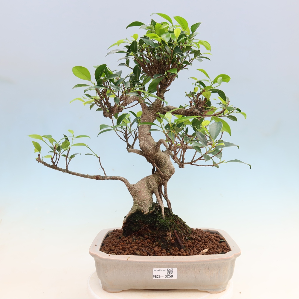 Pokojová bonsai - Ficus kimmen -  malolistý fíkus