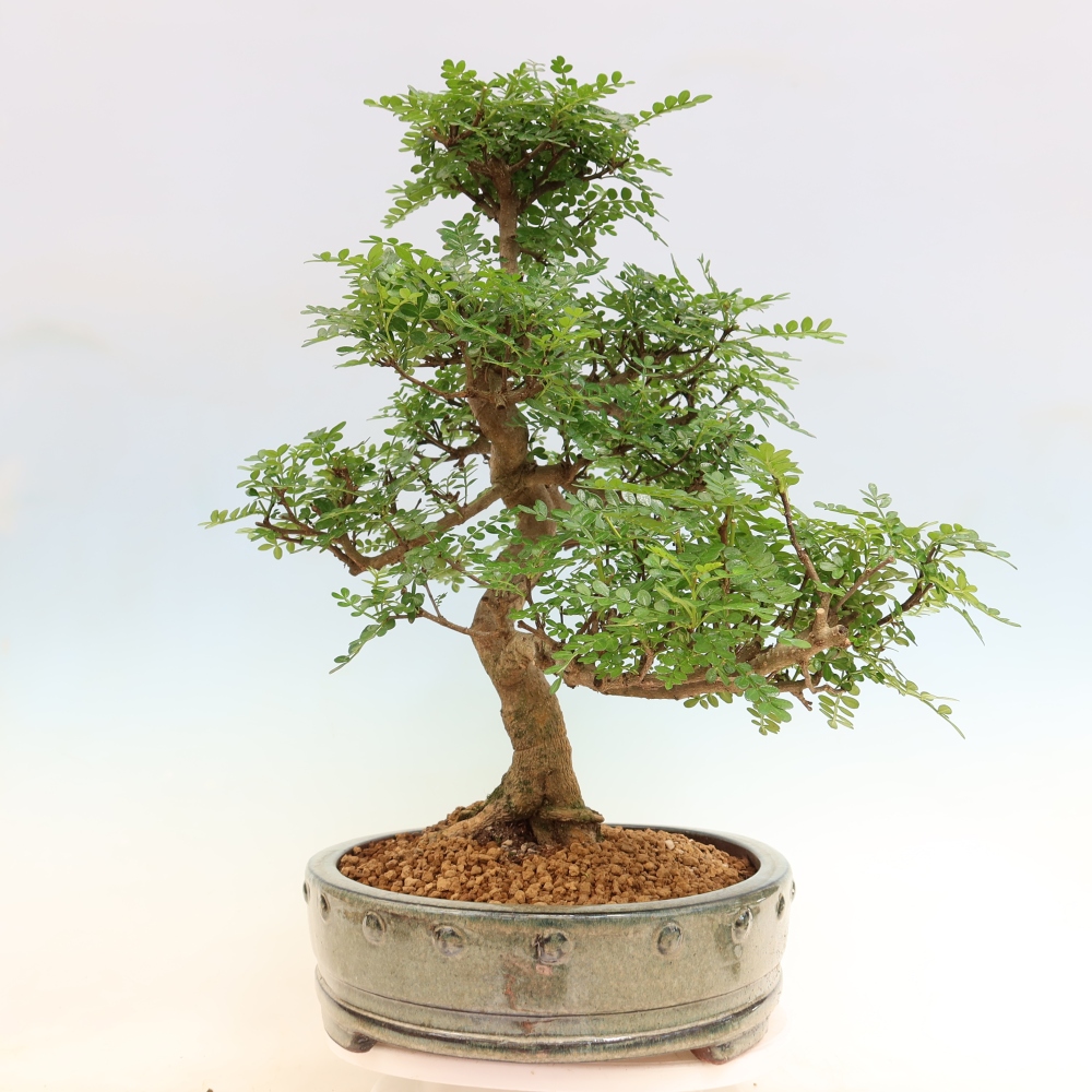 Pokojová bonsai - Zantoxylum piperitum - pepřovník