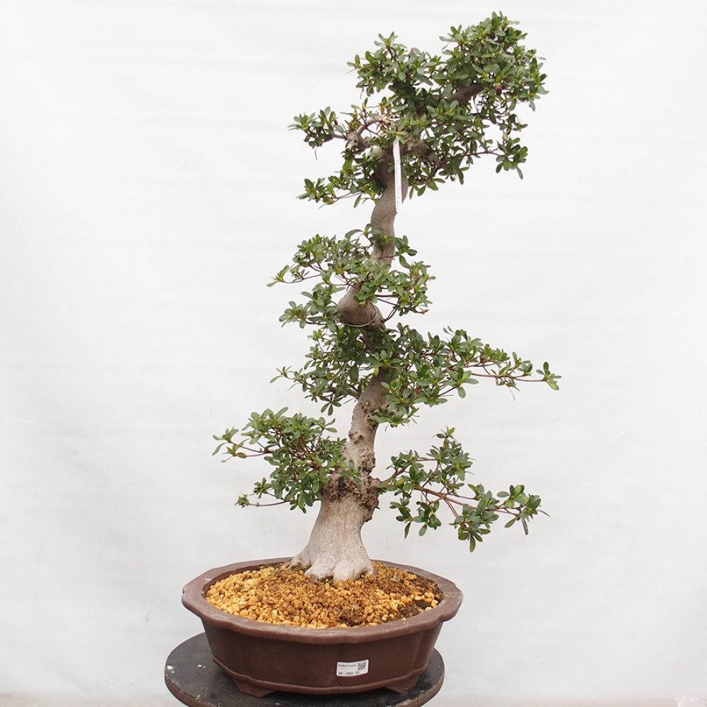 Venkovní bonsai - Japonská azalka - Azalea Yama-no-Hikari
