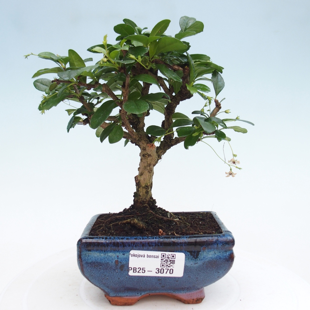 Pokojová bonsai - Carmona macrophylla - Čaj fuki