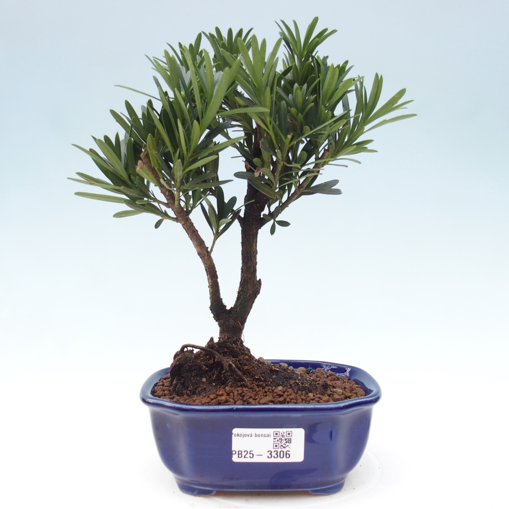 Pokojová bonsai - Podocarpus - Kamenný tis