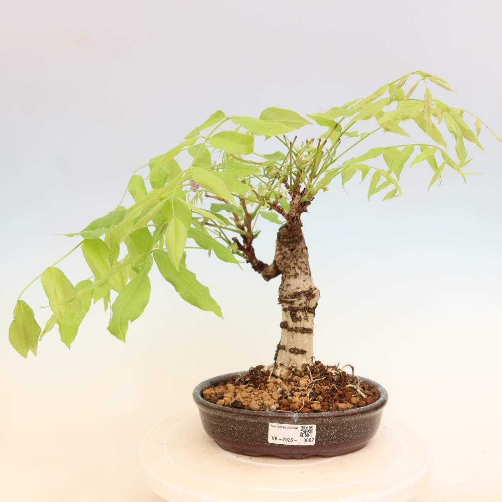 Venkovní bonsai - Vistarie květnatá - Wisteria floribunda