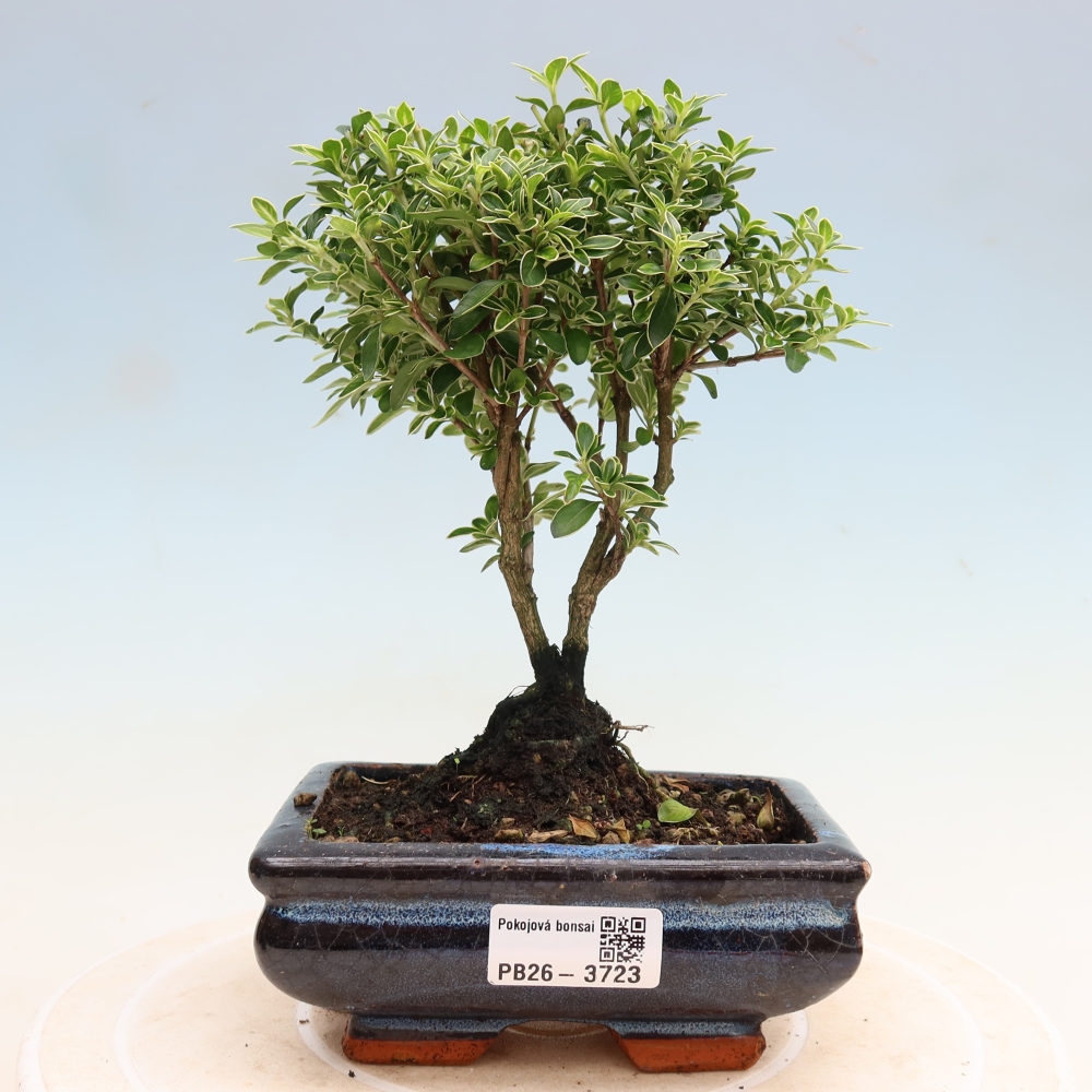 Pokojová bonsai - Serissa foetida Variegata - Strom tisíce hvězd