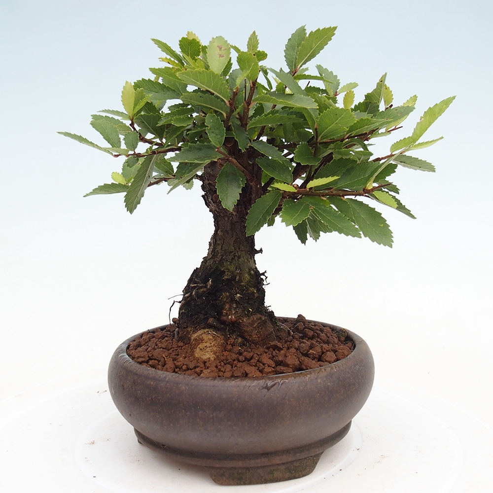 Venkovní bonsai - Zelkova - Zelkova NIRE