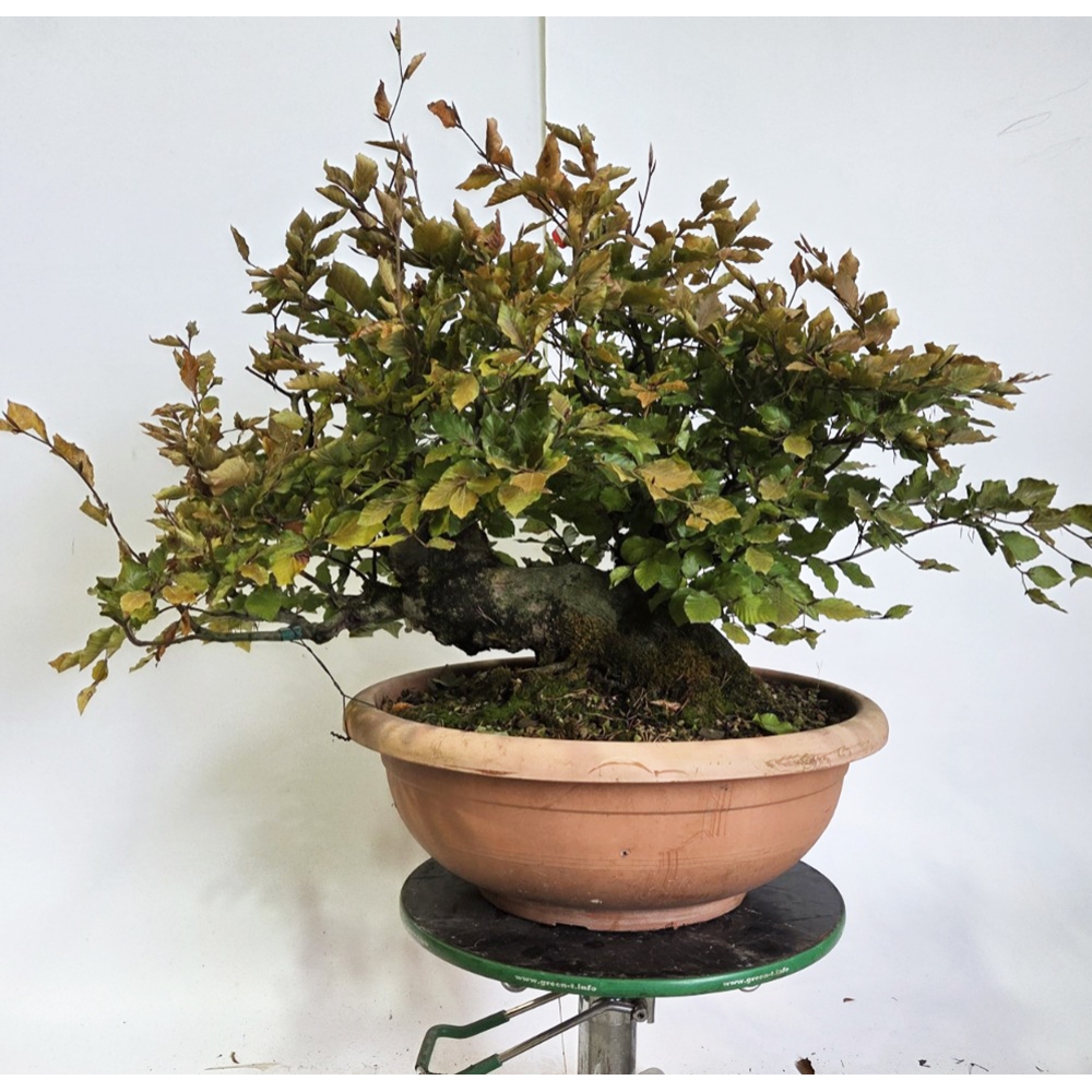 Venkovní bonsai-Fagus sylvatica