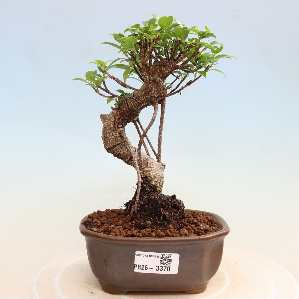 Pokojová bonsai - Ficus kimmen -  malolistý fíkus