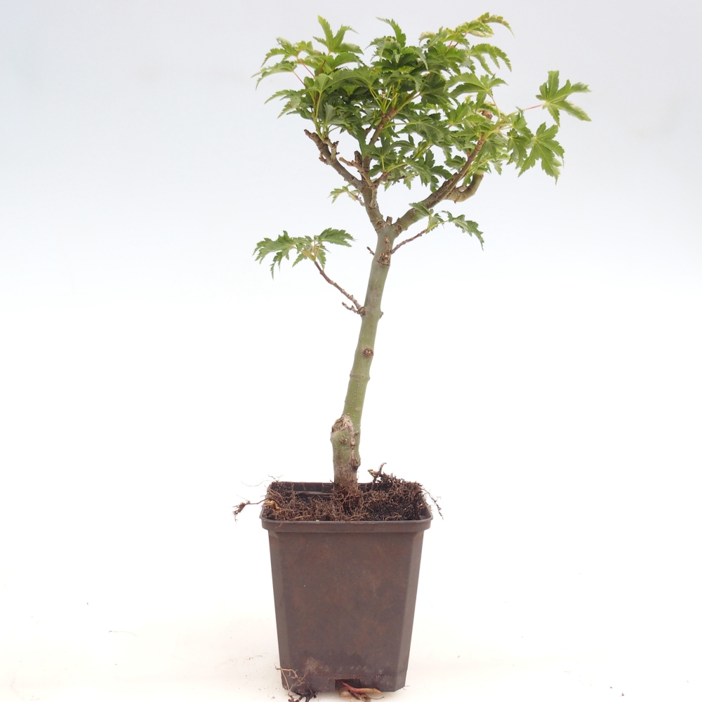 Venkovní bonsai -Javor dlanitolistý - Acer palmatum Shishigashira v kontejneru