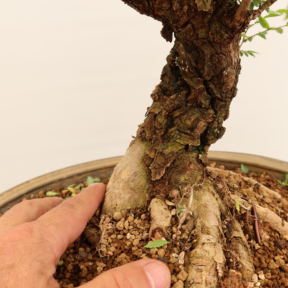 Venkovní bonsai - Zelkova - Zelkova NIRE