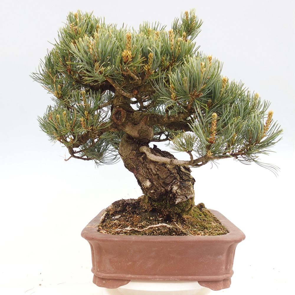 Venkovní bonsai - Pinus parviflora - Borovice drobnokvětá