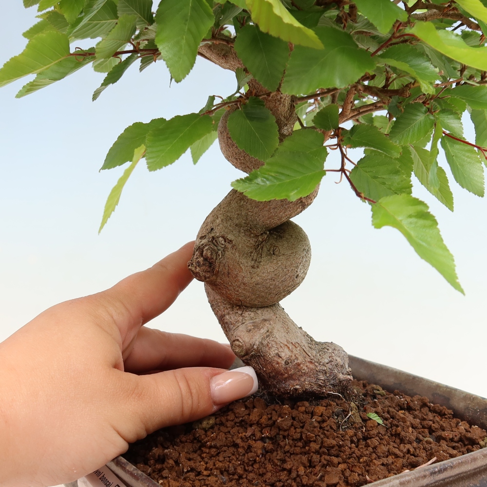 Venkovní bonsai -Carpinus coreana - Habr korejský