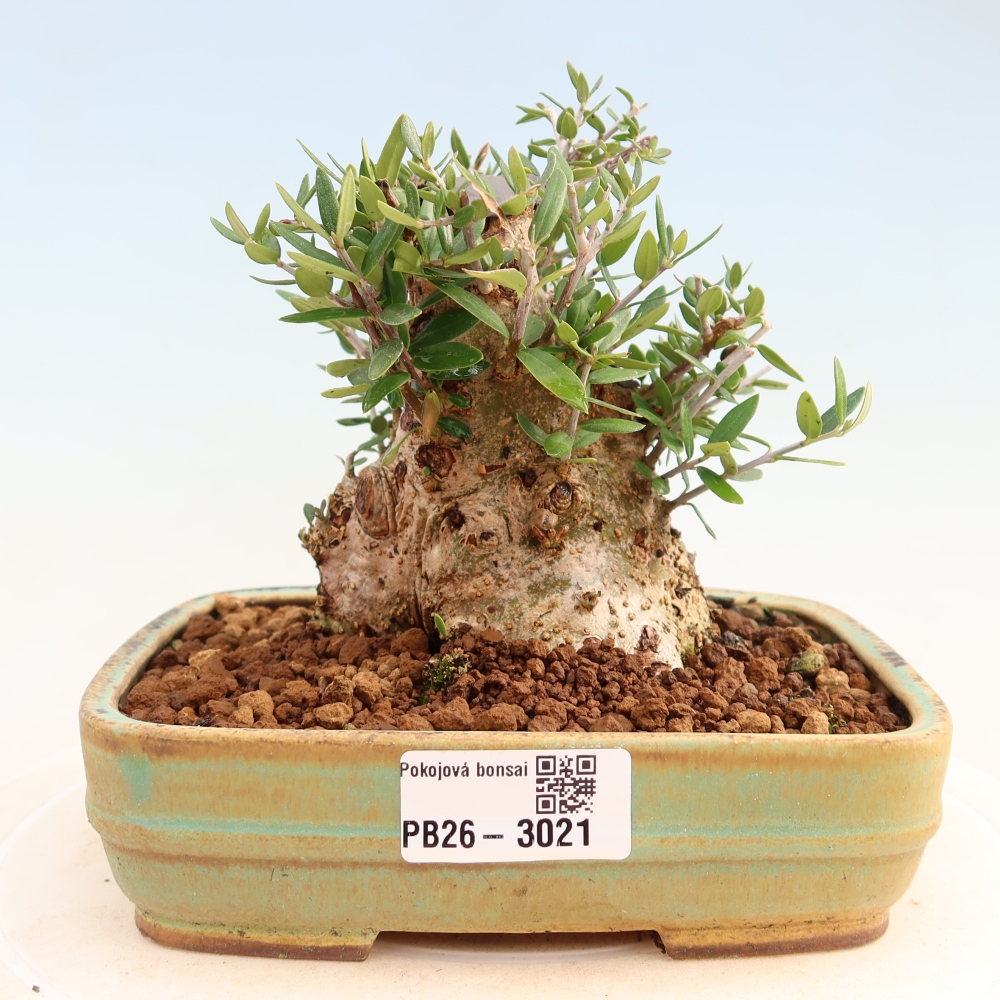 Pokojová bonsai - Olea europaea sylvestris -Oliva evropská drobnolistá