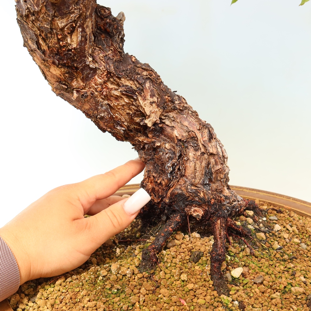 Venkovní bonsai -Japonská meruňka - Prunus Mume