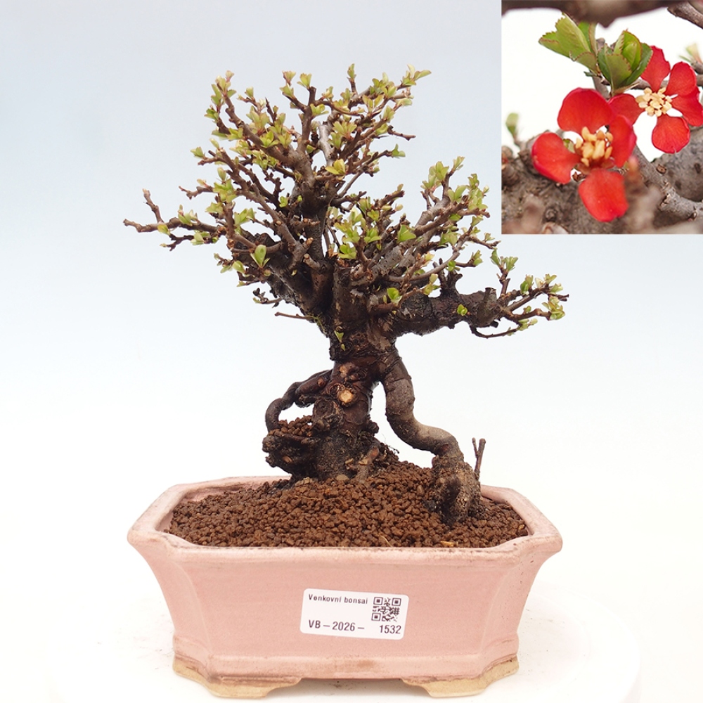 Venkovní  bonsai -  Chaneomeles speciosa - Kdoulovec ozdobný