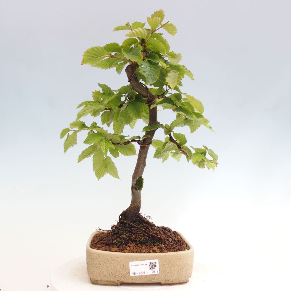 Venkovní bonsai - Habr obecný - Carpinus betulus