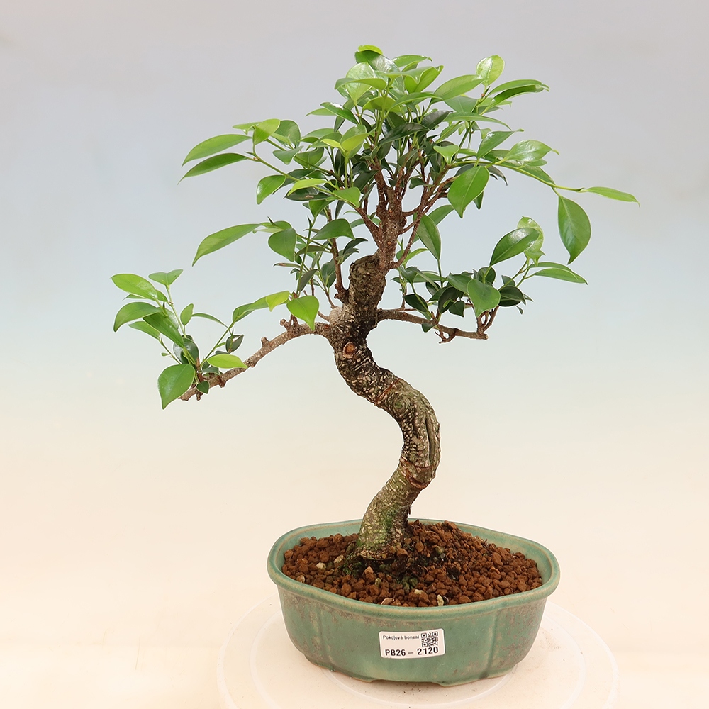Pokojová bonsai - Ficus retusa -  malolistý fíkus