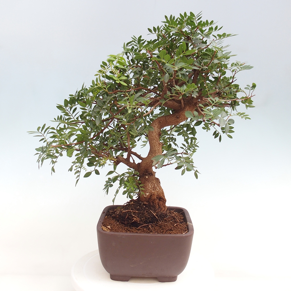 Pokojová bonsai -  Pistácie