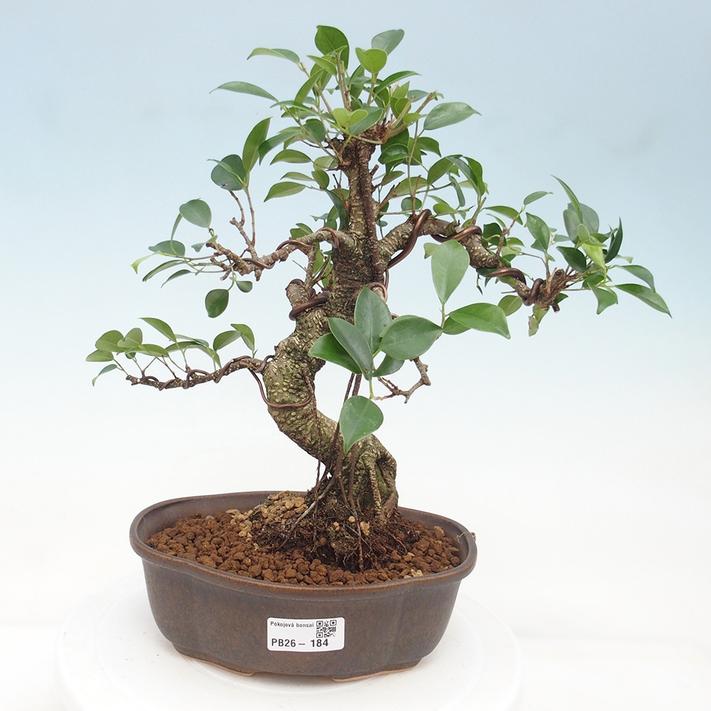 Pokojová bonsai - Ficus retusa -  malolistý fíkus