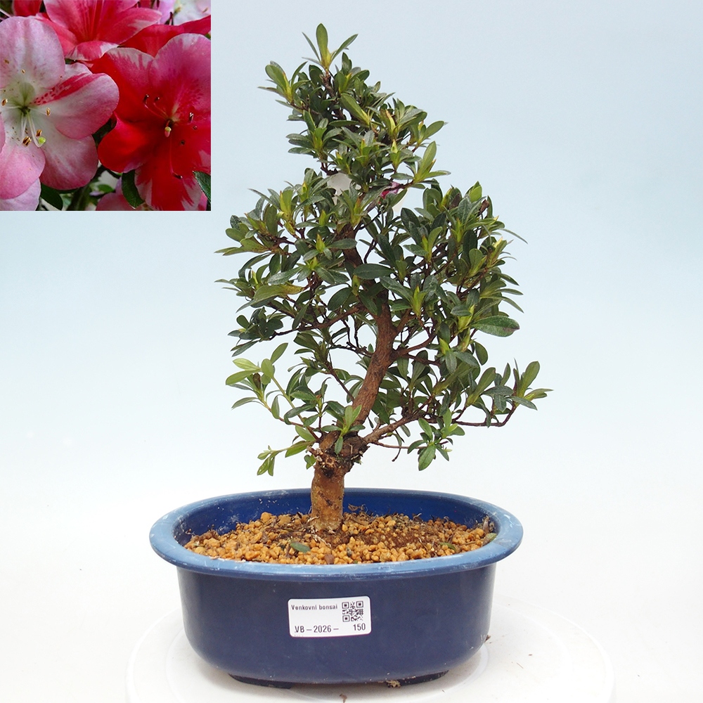 Venkovní bonsai - Japonská azalka - Azalea Santoka