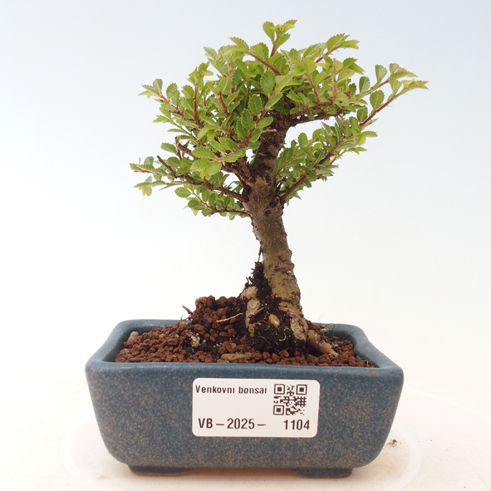 Venkovní bonsai - Ulmus parvifolia Sagei - Malolistý jilm