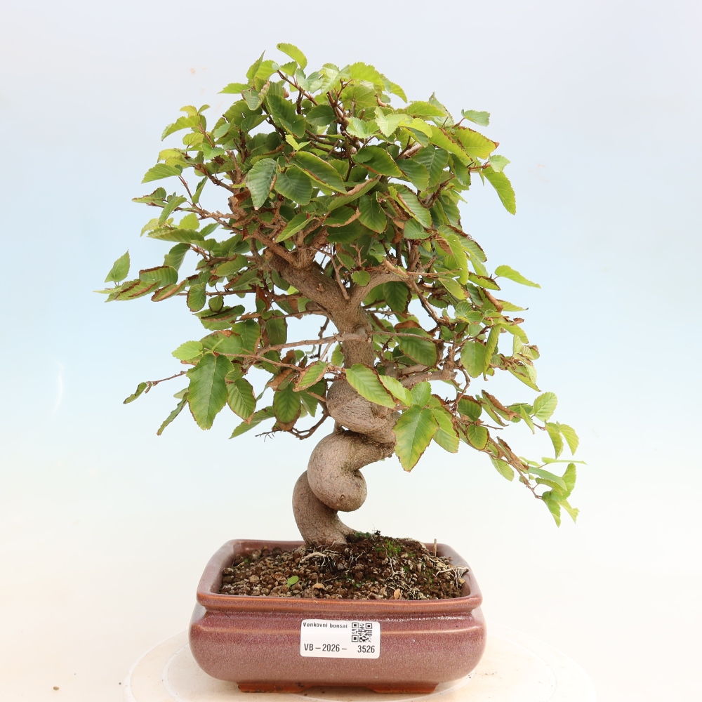 Venkovní bonsai -Carpinus CARPINOIDES - Habr korejský