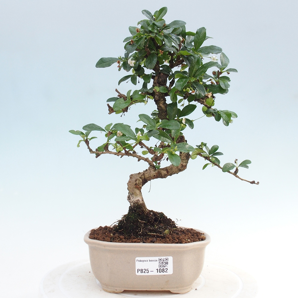 Pokojová bonsai - Carmona macrophylla - Čaj fuki